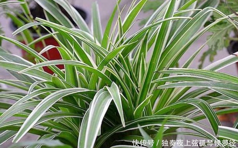 家养此款花卉,开花勤爱爆盆,好养如绿萝,简单易成活