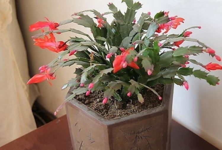 冬天|蟹爪兰冬天有“4怕”,养护方法不对,花苞容易凋落