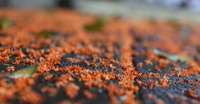 秦王|苏秦以连横说秦王国际诗篇六