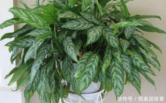 这三种“甲醛净化器” ,客厅养几盆,家里越来越干净