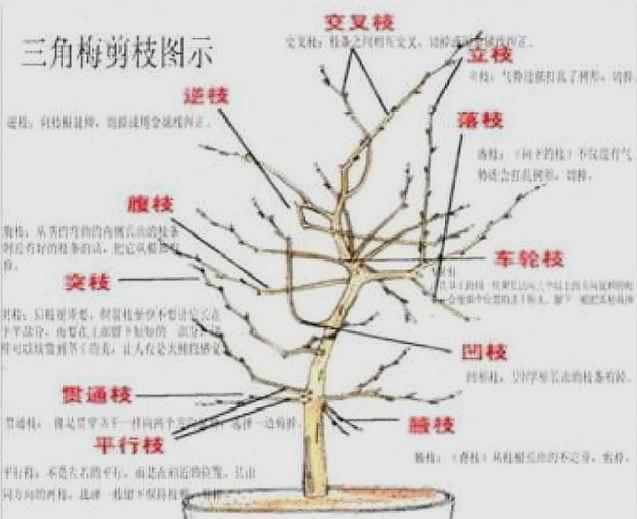 养三角梅、月季花,学会“催花”,开花一年比一年多,花期更长