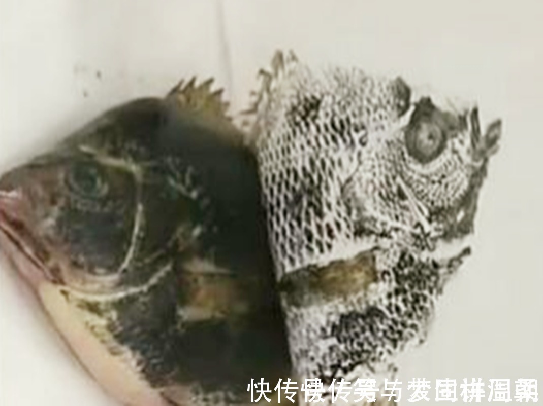 幼儿园|老师留作业画一条鱼,奶奶神操作,网友:姜还是老的辣