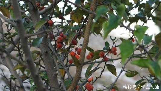 与紫檀木齐名的“帝王树”,果实长似荔枝,树芯是上好的家具材料!