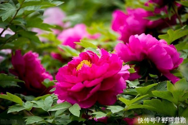 一首流传很广的唐诗，每一句都是千古名言，写出了不一样的牡丹花