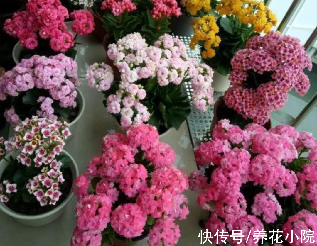 枝条|家里养4种花，秋天给它“剪一剪”，花苞长更多