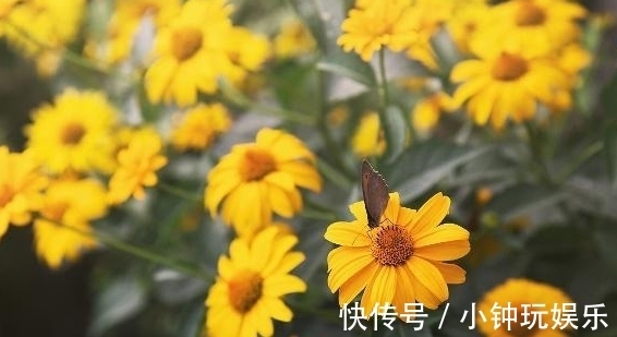 农历八月二十三秋分后，养什么花？以下3种花，长长久久吉祥如意