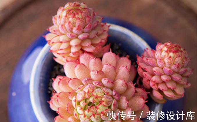 7种多肉“最难养”，一进夏天就挂，新手慎入