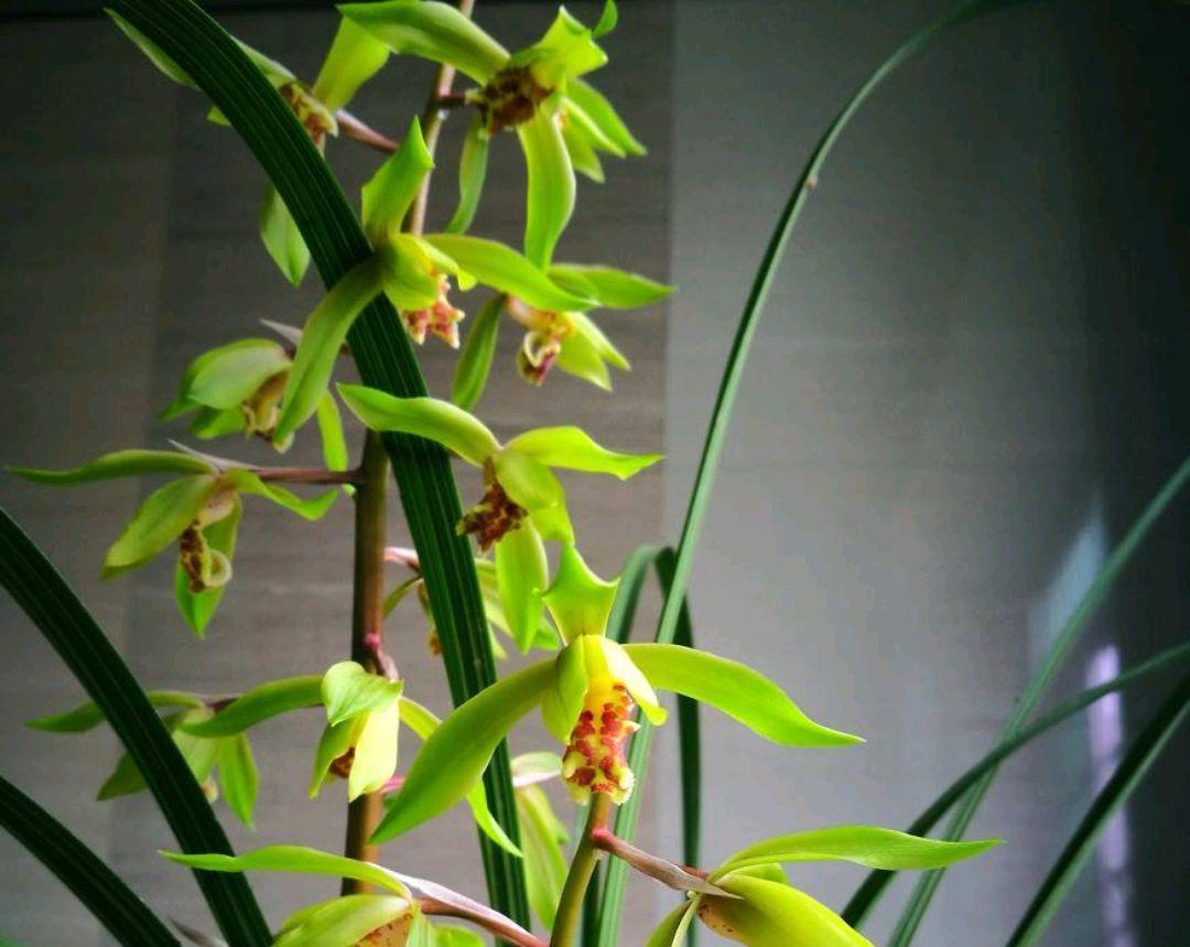 惠兰开花美，冬季养护很重要，该如何养护