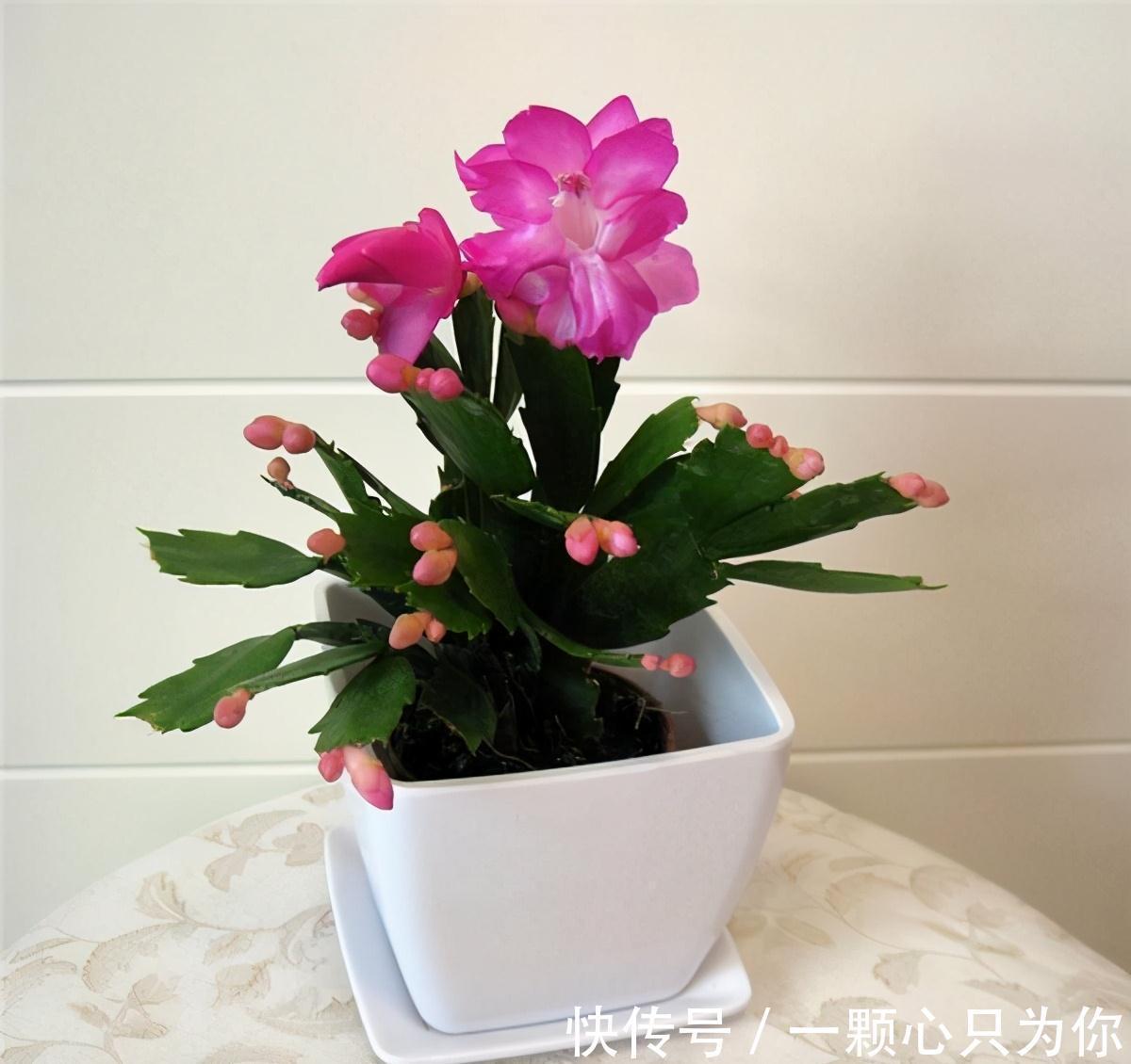 果皮|垃圾桶三种废物,千万别扔,都是养花神器,养啥花都爆盆