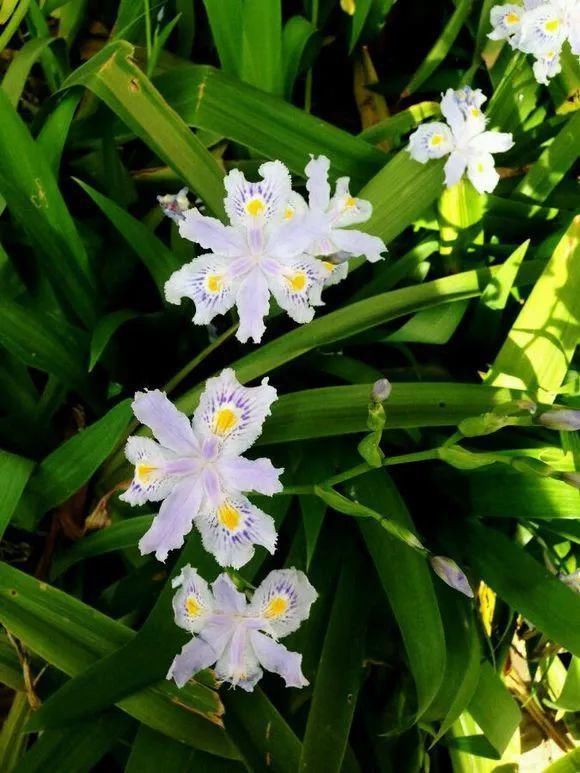 33种花，33首歌，太美了！