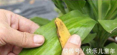 养花,香蕉皮和葡萄柚皮,堆肥来保持植物的根和叶,效果很好