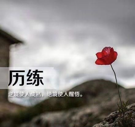 志强!一枝花,十五首诗词,一段故事八苦人生路不堪,一山攀过一山拦