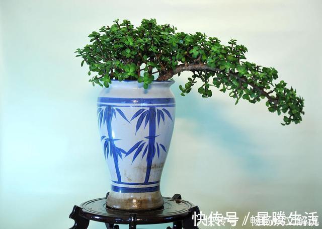 这些多肉很好养,容易养成“树”,还特别容易爆侧芽