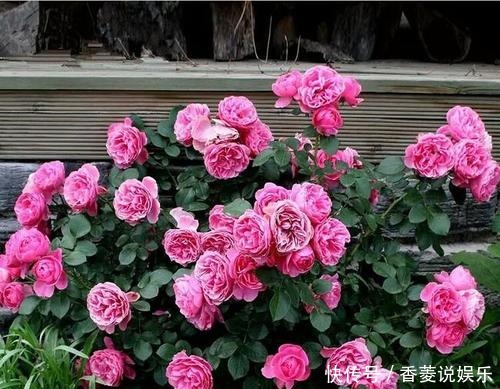 5种盆栽花卉,年前尽量别买,脆弱不好养,一般家庭养不活!