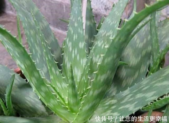 卧室中摆一种“植物”,空气清新,漂亮、美观,有益睡眠!