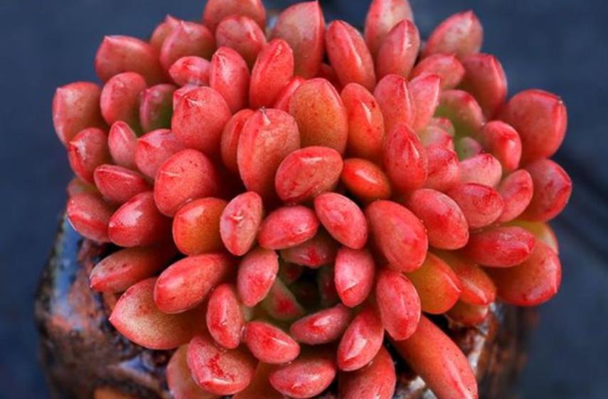 夏天褪色的多肉红宝石,8月教你几个小技巧,养成红艳肉墩子