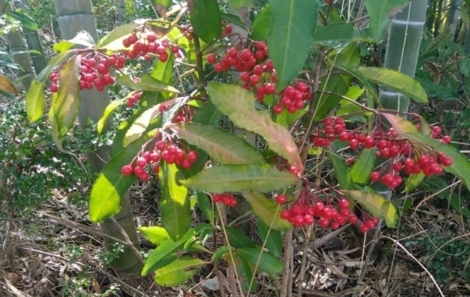 路边遇见这几种小植物,建议及时移栽,个个是好盆景