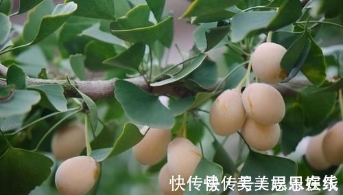 银杏果|4种中药别乱吃!已被医生列入伤肝“黑名单”,伤肝又伤肾