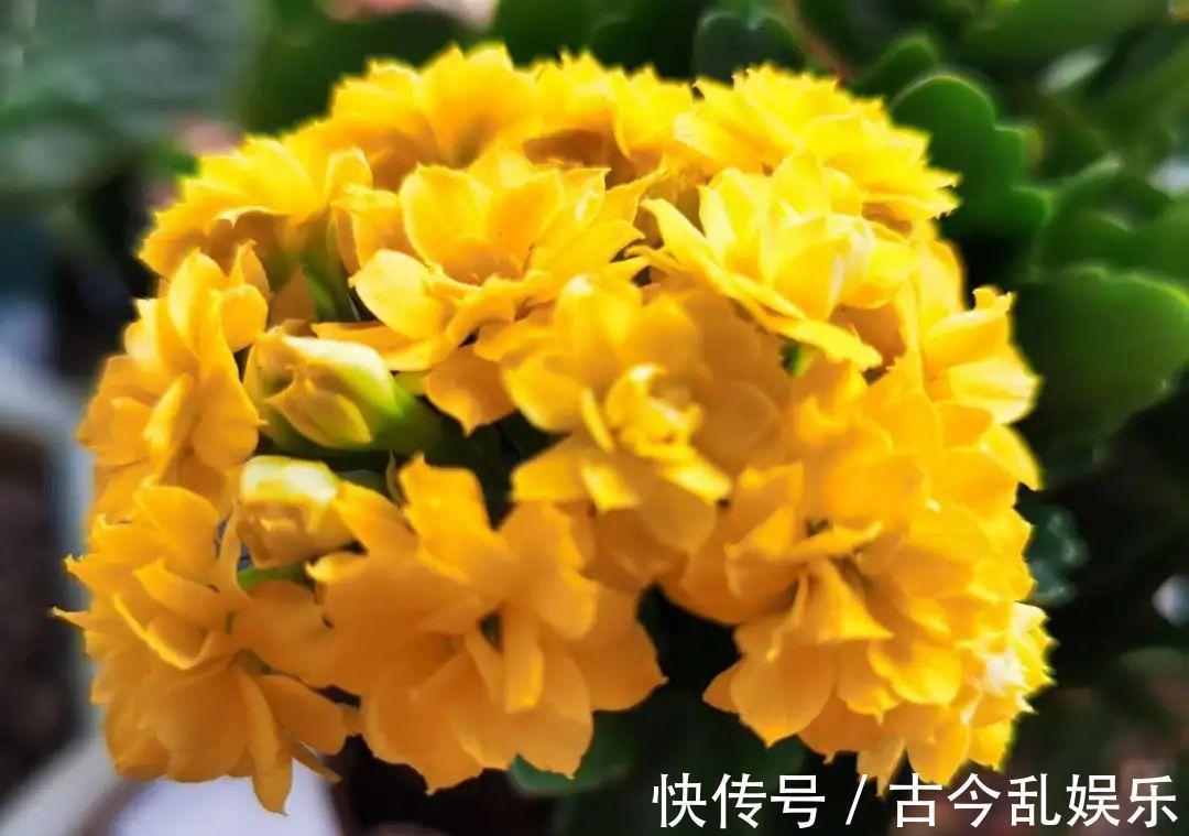 天竺葵|适合秋天养的12种花，耐阴又耐寒，秋冬长得更精神