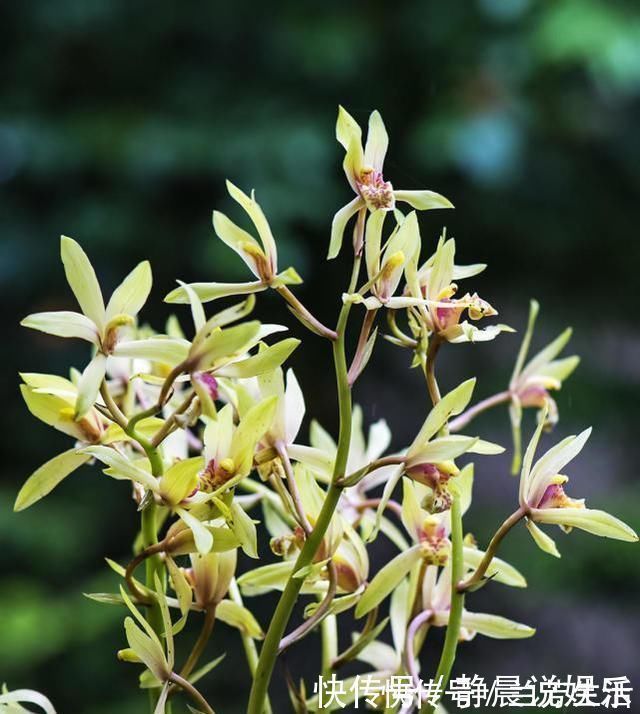 兰菌|老前辈养兰花,盆里撒把粉,兰花呼呼长,叶子厚绿油亮,不烂根