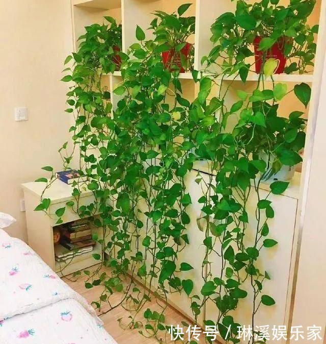 长枝|养绿萝，3种“万能肥”抵过正规肥，叶子绿的像刷漆，再也不黄叶