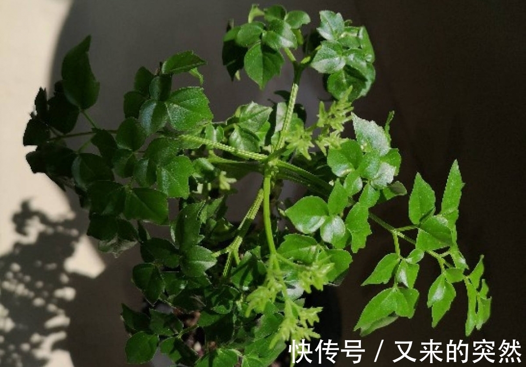 入冬修剪，这9种花，剪错不开花、杆子会枯死