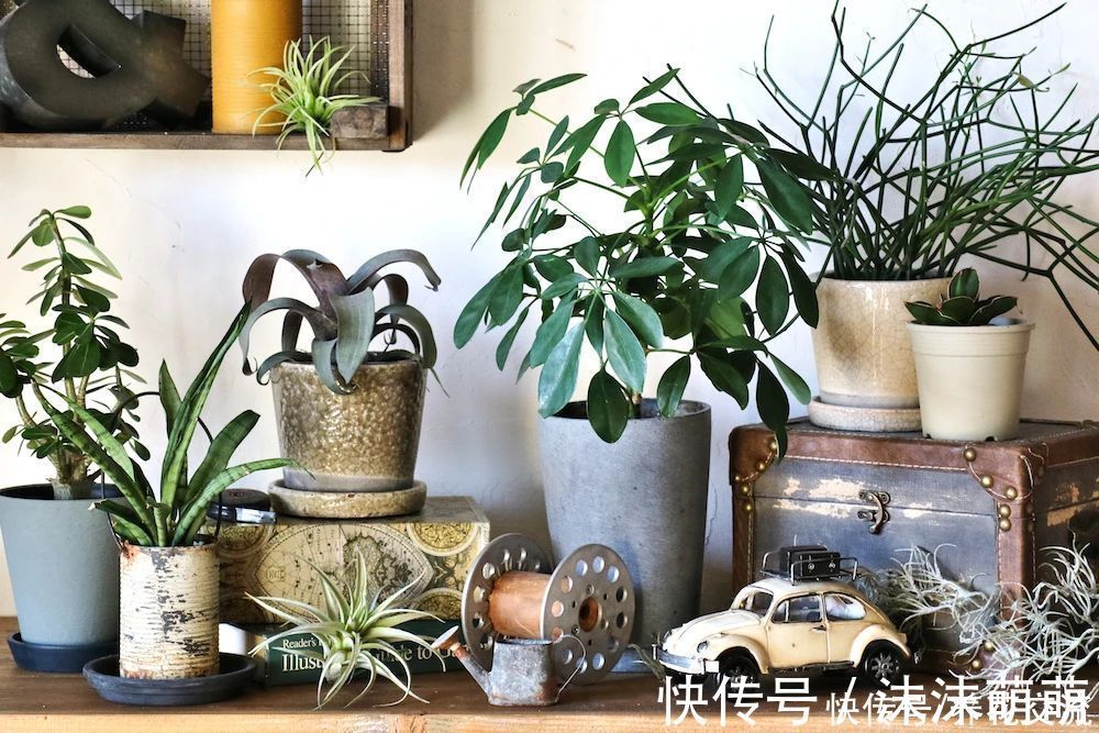 盆栽|养花不会浇水,家里再多花也会被糟蹋,新手盆栽浇水指南