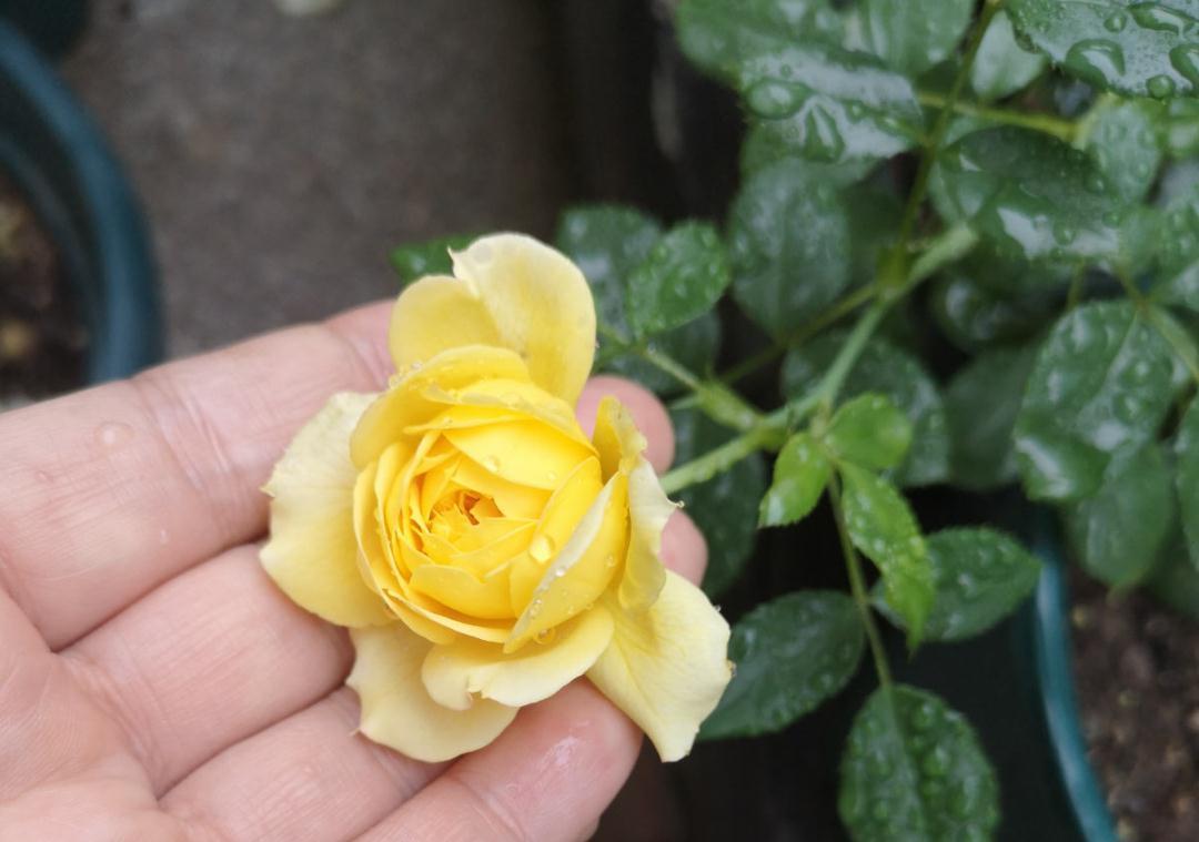 花成了光杆司令，剪一刀撒点药，很快冒新芽