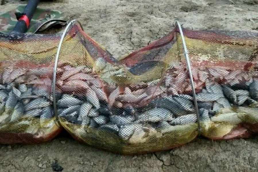 冬钓板鲫不够爽？那是你没按套路出牌，试试这几招，刚开钓就狂拔