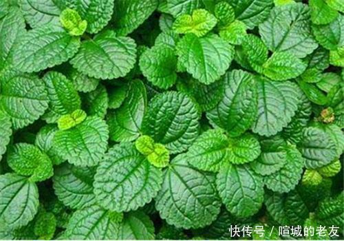 降压|中年人想要身体好,3种食物不错过,降压减脂,增强体质