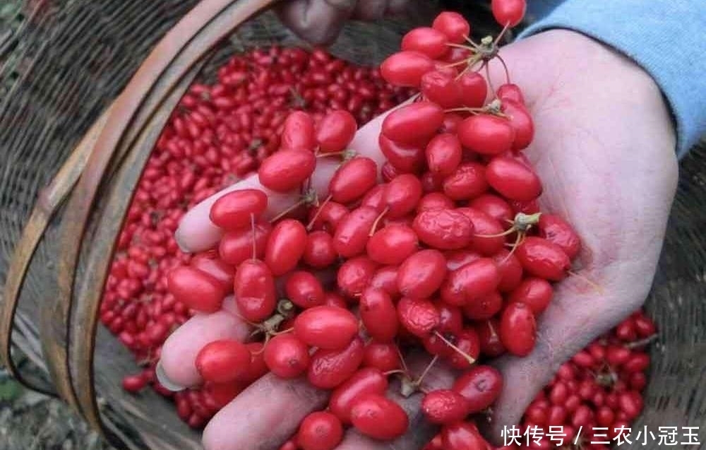 曾是古代的辣椒,如今落一地没人捡,殊不知晒干40元一斤,别浪费