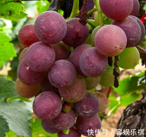 女性|女性晚上当零食吃几颗,排出子宫毒素,皱纹不见了,皮肤水嫩嫩