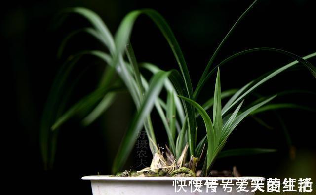 兰花弱苗复壮,仅仅是施肥吗?主要的技巧有这几点