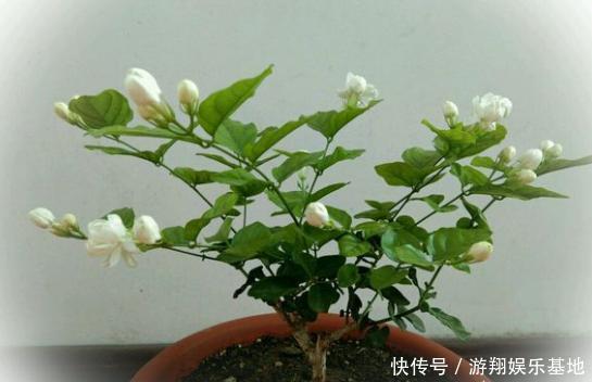 枝条|想让茉莉开花多,“3步”不能少,四季开花不间断,香味十足