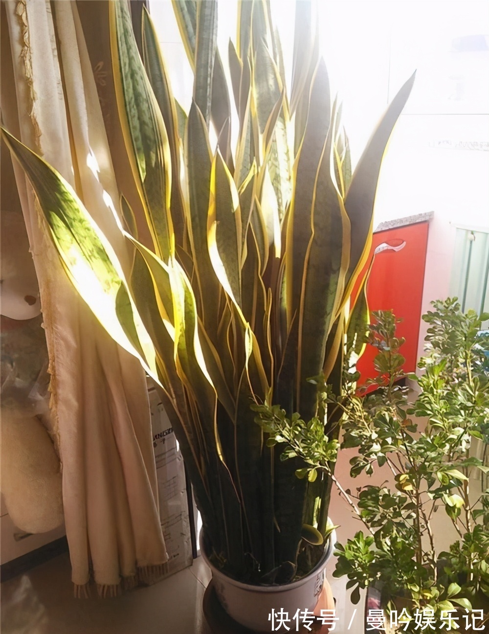 虎皮兰有“3怕2不喜”，难怪东倒西歪，从不出“新芽”