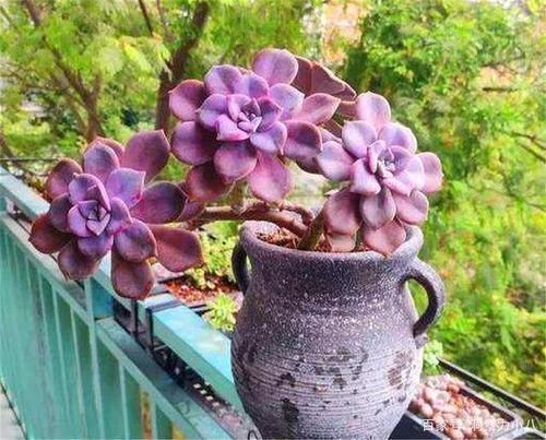 1种多肉植物,容易长出漂亮老桩,养3年就出状态,值得拥有