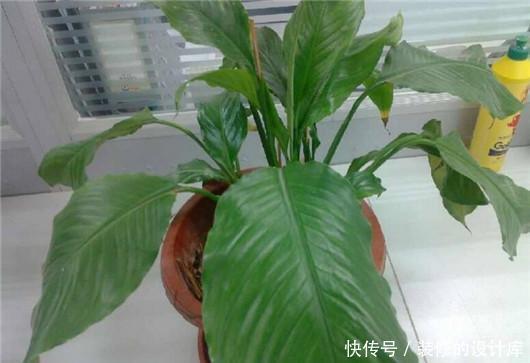 发财树|绿萝、发财树也能养死?我敢说你肯定不会浇水