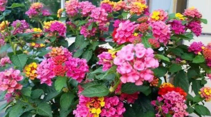 花期最长的植物,全年开花爆盆,观赏价值高,易养活,是盆栽佳品