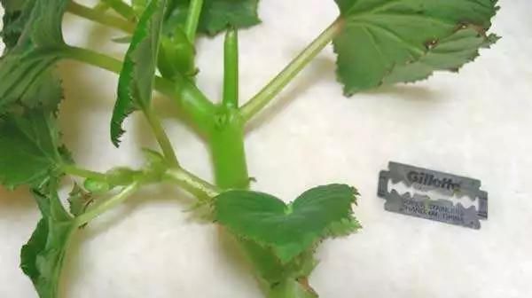 养花爱好者看过来这15种花现在“扦插”,生根快,一个周就长芽