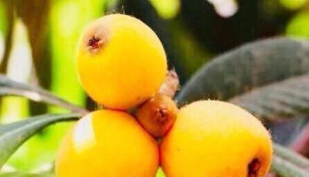 食用价值|秋季不妨多吃三种食物，美容养生，延缓衰老，好处多多