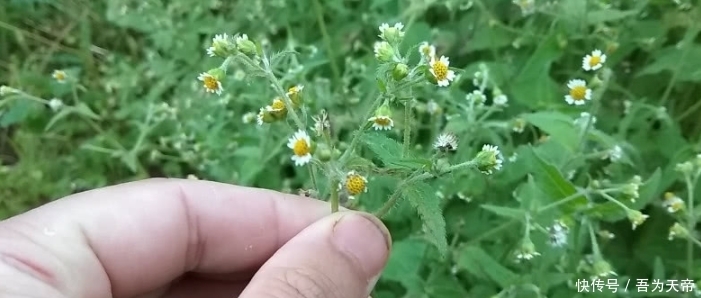农民|农村一种野草，农民把它当杂草，城里人把它当花卉，还可当菜吃