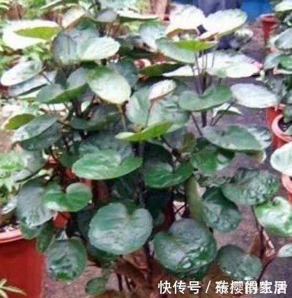 日子|养花就养4种花,家里养一盆,日子红火财运滚滚,好看极了