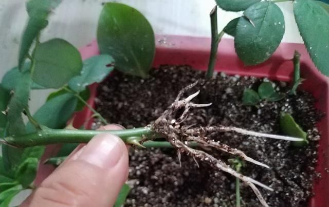 扦插月季学会5种方法，一个“窍门”全能活，小苗“泛滥”，变成月季园