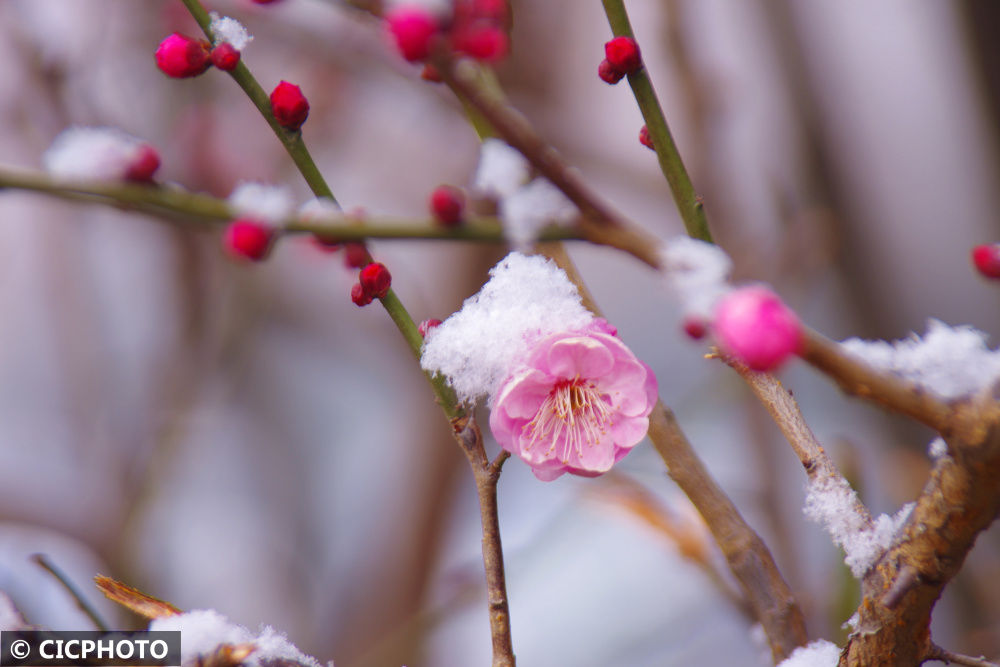 春色|腊雪寻梅觅春色