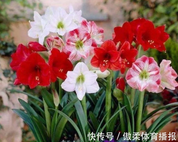 4种旺运花,吉祥添富贵,财运爆发,事业风生水起!