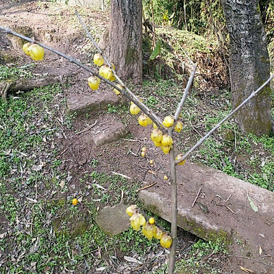 腊梅花|自制梅花茶