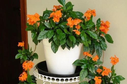 1种可以养多年的“花卉”，室内光照不好，也能开花2季