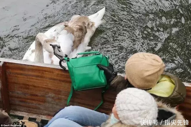 剑桥|剑桥“水怪”!揍人打狗未逢敌手?这么嚣张居然是女王给ta撑腰