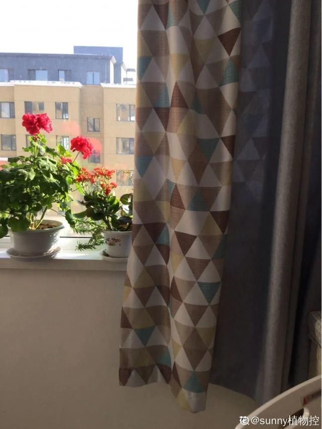 夏天养花,这个地方千万别摆,否则3天死翘翘