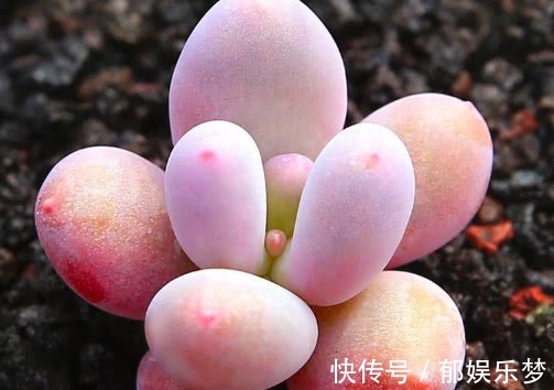 多肉桃美人怎么叶插教你3个小步骤，桃美人生根极快越长越旺盛